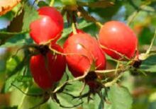 Vitamino P nauda smegenims